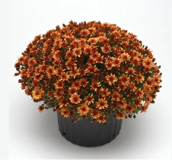 Mums - Glimmer Orange 6"
