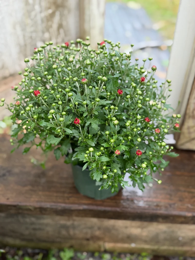 Mums - Glimmer Orange 6"