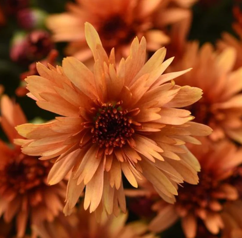 Mums - Glimmer Orange 6"