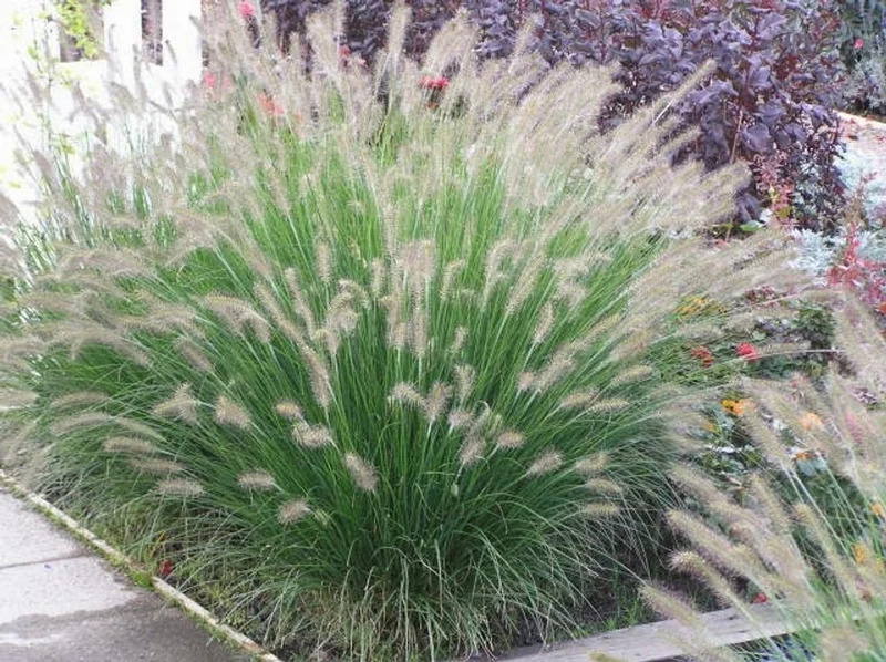 Piglet Grass - 1 gallon Short Variety!!!