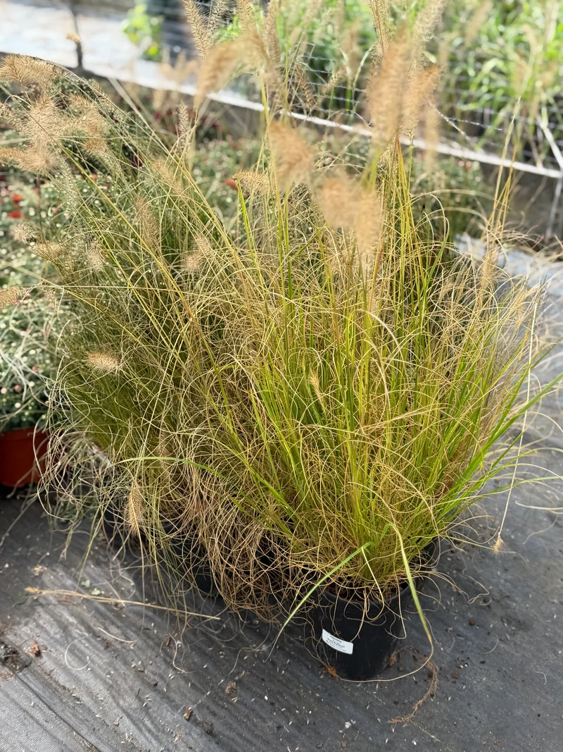 Piglet Grass - 1 gallon Short Variety!!!