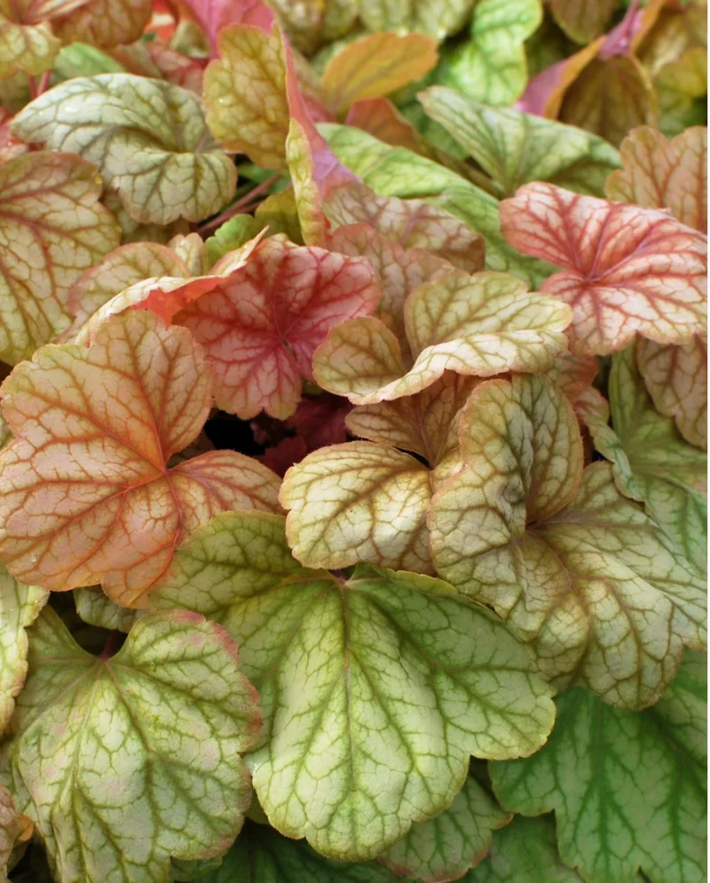 Coral Bells 'Champagne' quart