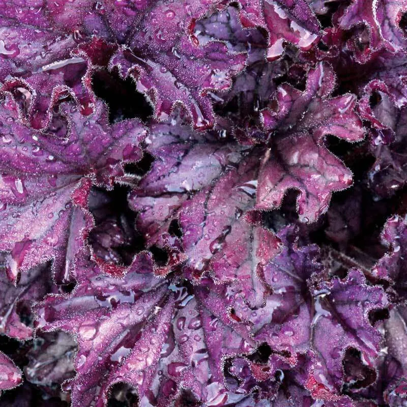 Coral Bells 'Forever Purple' quart