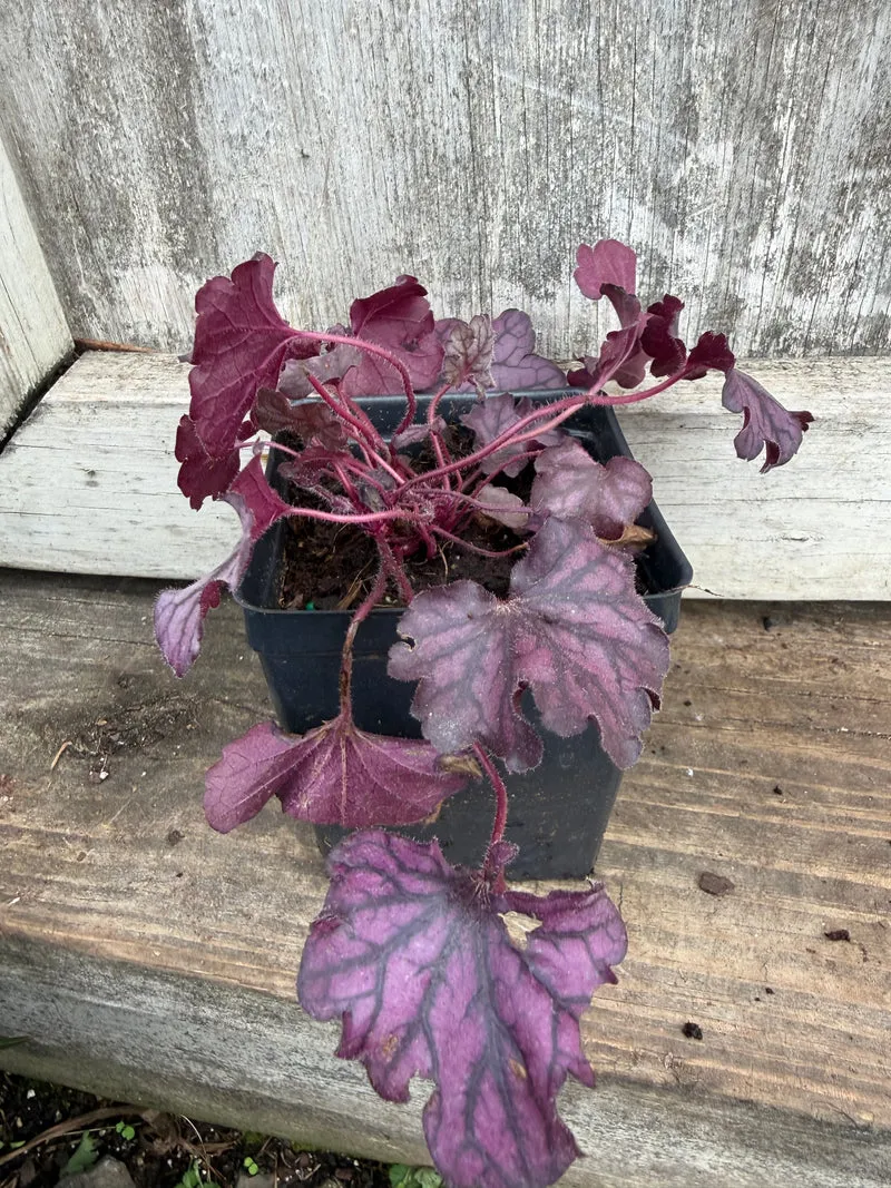 Coral Bells 'Forever Purple' quart