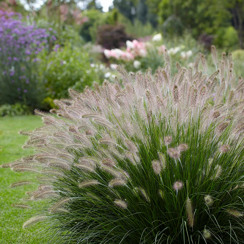 Hamlin 'Fountain' grass 1 gallon