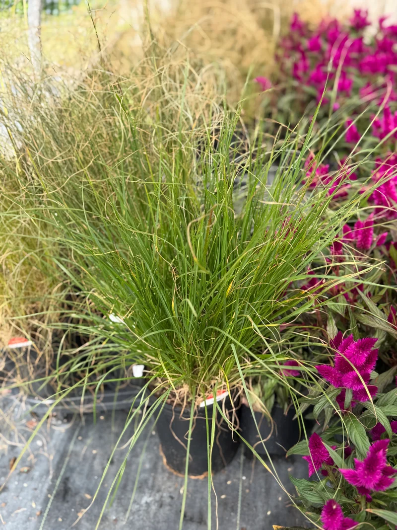 Hamlin 'Fountain' grass 1 gallon