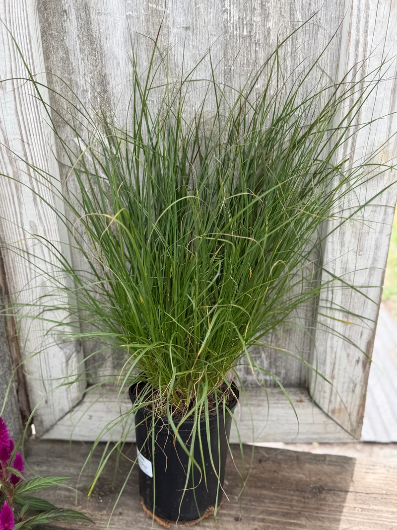 Hamlin 'Fountain' grass 1 gallon