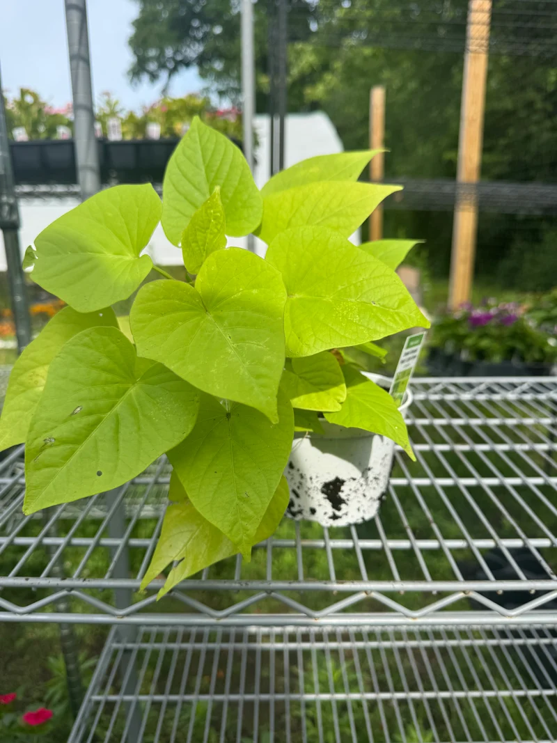 Sweet Potato Vine