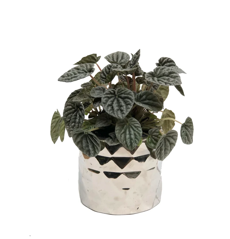 Geo Silver Pot