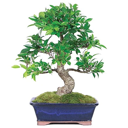 Brussel's Bonsai CT3004GGF Indoor Bonsai, Large, Golden Gate Ficus