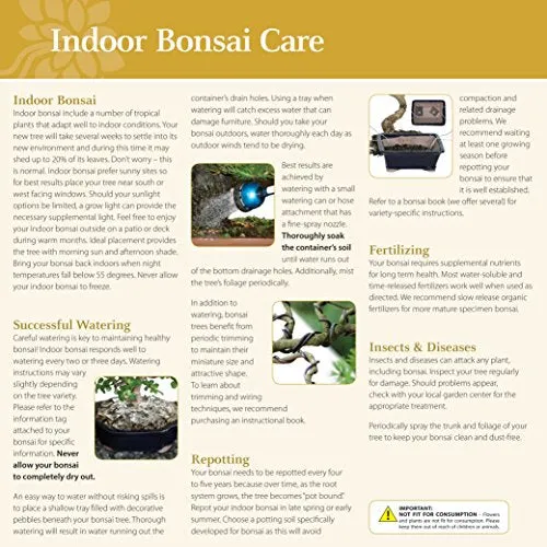 Brussel's Bonsai CT3004GGF Indoor Bonsai, Large, Golden Gate Ficus
