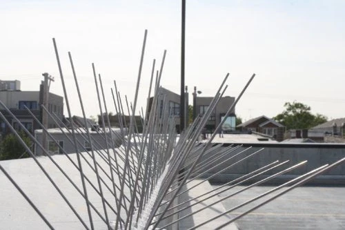 Bird-X STS-50 Regular Width 6-inch Stainless Steel Bird Spikes, Metal Roof Guard Pigeon Prevention, Rodent Deterrent, Animal and Pest Control Supplies, 50 feet