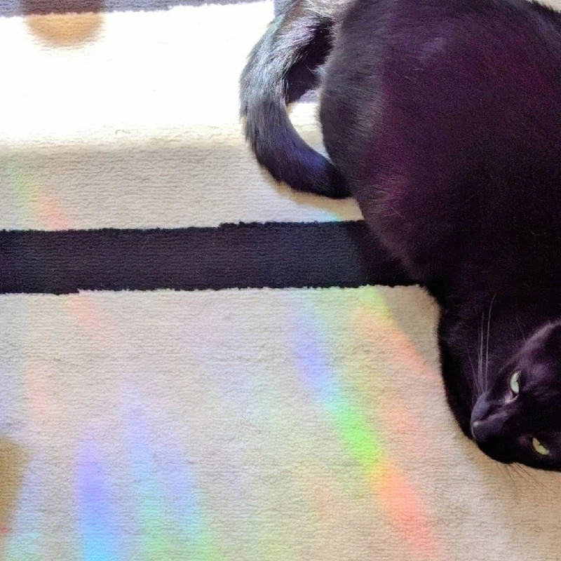 Whale Suncatcher Sticker - Prismatic Kitty