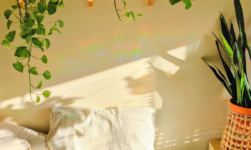 Whale Suncatcher Sticker - Prismatic Kitty