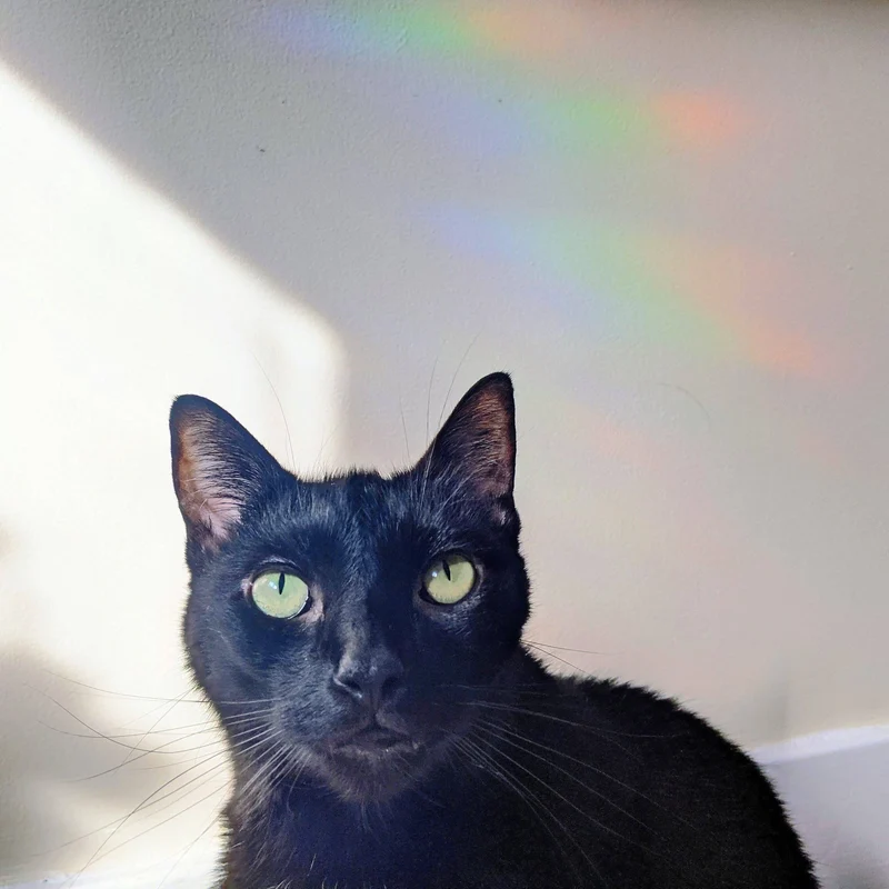 Prismatic Kitty - Ocean Waves Suncatcher